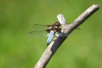 Libellula depressa