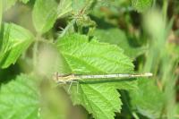Platycnemis pennipes
