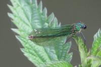 Calopteryx splendens