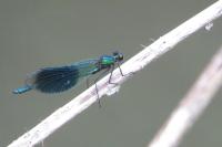 Calopteryx splendens