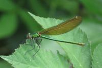 Calopteryx virgo