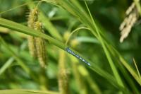 Coenagrion mercuriale