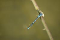 Erythromma lindenii
