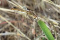 Sympetrum striolatum/meridionale