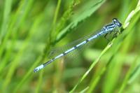 Coenagrion puella