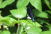 Calopteryx virgo