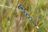 Coenagrion scitulum