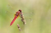 Crocothemis erythraea