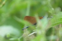 Calopteryx virgo