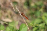 Crocothemis erythraea