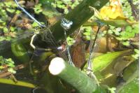 Platycnemis pennipes