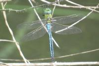 Anax imperator