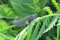 Calopteryx splendens