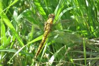 Orthetrum cancellatum
