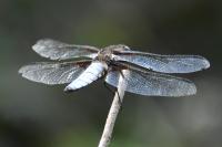 Libellula depressa