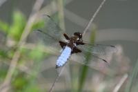 Libellula depressa
