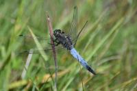 Orthetrum cancellatum