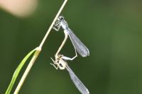 Platycnemis pennipes
