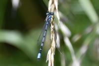 Enallagma cyathigerum