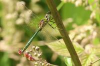 Somatochlora metallica