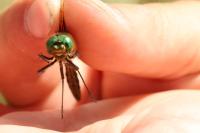 Somatochlora metallica