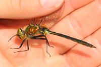 Somatochlora metallica