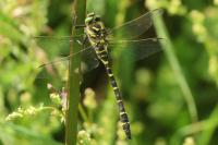 Cordulegaster boltonii