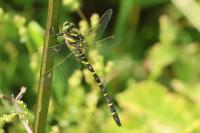Cordulegaster boltonii