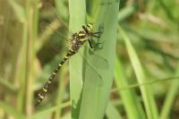 Cordulegaster boltonii