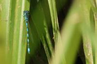 Coenagrion mercuriale