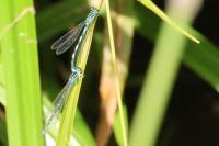 Coenagrion mercuriale