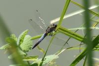 Orthetrum cancellatum