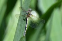 Oxygastra curtisii