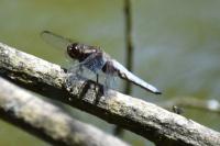Libellula depressa