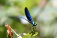 Calopteryx virgo