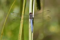 Orthetrum brunneum