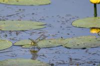 Anax imperator