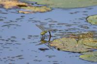 Anax imperator