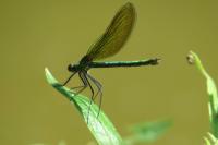 Calopteryx virgo
