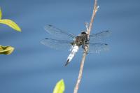 Libellula fulva