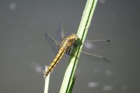 Orthetrum cancellatum