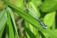 Platycnemis pennipes