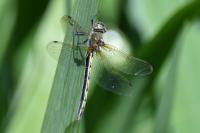 Oxygastra curtisii