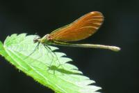 Calopteryx virgo
