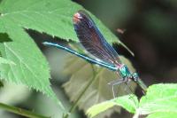 Calopteryx virgo