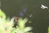 Somatochlora metallica
