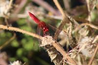 Crocothemis erythraea