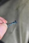Coenagrion puella