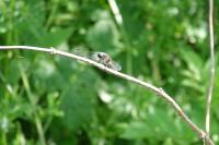 Orthetrum cancellatum
