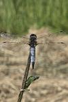 Libellula fulva